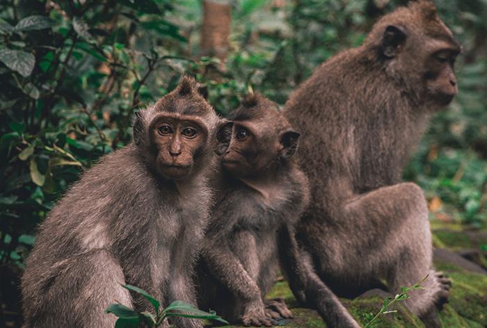 Monkeys