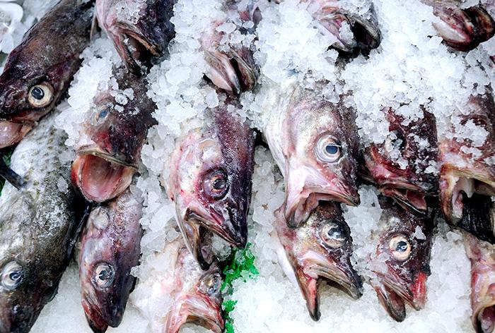 Frozen Fish