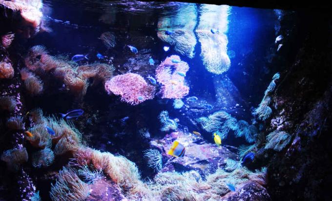 SEA LIFE Sydney Aquarium