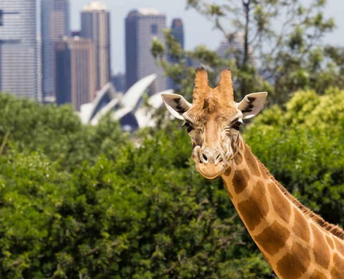 Taronga Zoo
