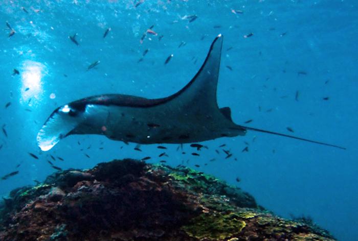 Manta Ray