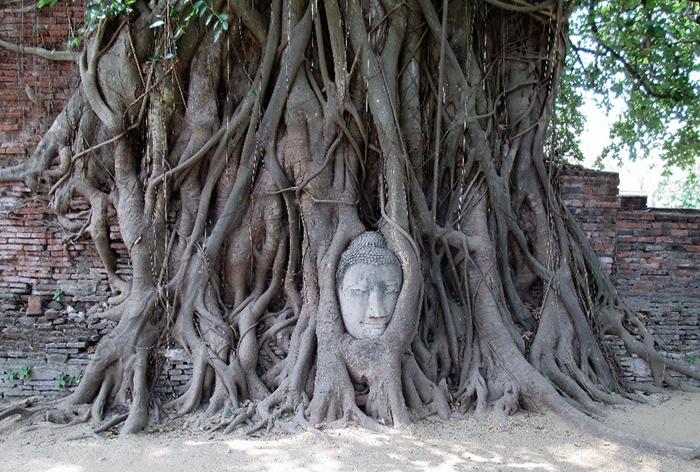 Buddha Head at Wat Mahathat
