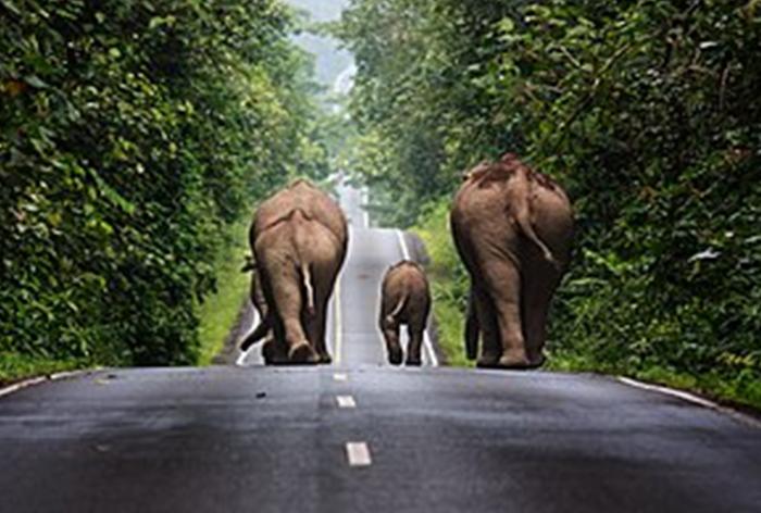 Elephants on a road