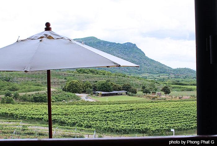blog_huahinfun_vineyard